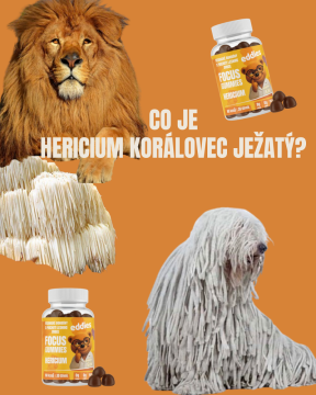 Lví hříva (Hericium erinaceus)